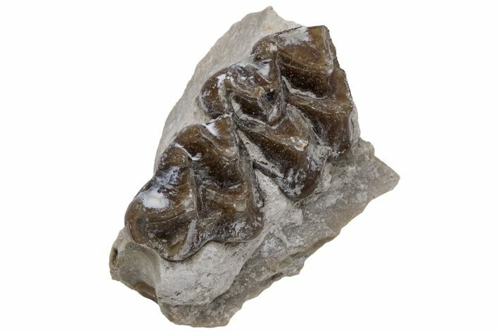 Fossil Horse (Mesohippus) Jaw Section - South Dakota #223355